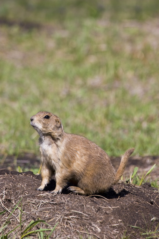 Black-Tailed Praire Dog